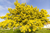 Silver wattle (Acacia dealbata) in bloom