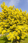 Silver wattle (Acacia dealbata) in bloom