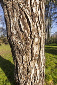 Salzmann's Pine (Pinus nigra subsp.monspeliensis), trunk