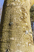 Common hackberry (Celtis occidentalis), bark