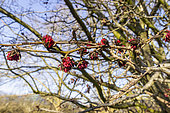 Persian ironwood (Parrotia persica) in bloom in winter