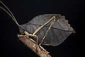 Dead leaf-mimicking katydid (Mimetica crenulata), Manzanillo, Costa Rica