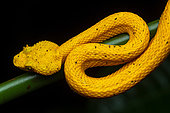 Eyelash viper (Bothriechis schlegelii) in situ, yellow form, Manzanillo, Costa Rica