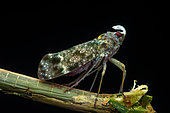 Lantern bug (Enchophora sanguinea), Manzanillo, Costa Rica