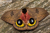 Owl moth (Automeris belti), in situ, Manzanillo, Costa Rica