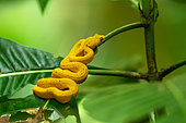 Eyelash viper (Bothriechis schlegelii) in situ, yellow form, Manzanillo, Costa Rica