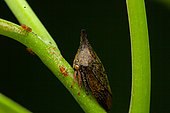Treehopper (Calloconophora sp), in situ, Manzanillo, Costa Rica