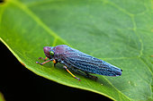 Leafhopper (Abana gigas) on a leaf, Yatama, Costa Rica