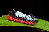 Shag-carpet Caterpillar (Prothysana felderi), Yatama, Costa Rica