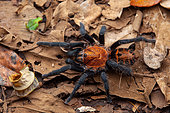Tiger rump tarantula (Davus ruficeps), Santa Rosa NP, Costa Rica