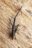 Long-snouted weevil (Brentus anchorago), in situ, Cuajiniquil, Costa Rica