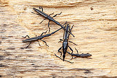 Long-snouted weevil (Brentus anchorago), in situ, Cuajiniquil, Costa Rica