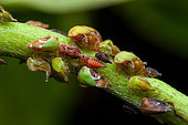 Van duzee treehopper (Vanduzea segmentata), in situ, Sonzapote, Costa Rica