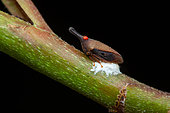 Treehopper (Guayaquila gracilicornis) and acarid, in situ, Sonzapote, Costa Rica