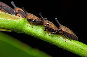 Treehopper (Guayaquila gracilicornis) and ants, in situ, Sonzapote, Costa Rica