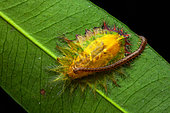 Limacodide (Limacodidae sp) chenille mangée par un Géophile (Geophilomorpha sp), Sonzapote, Costa Rica