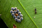 Hemiptera eggs + Chalcid wasp, Sonzapote, Costa Rica