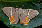 Géomètre (Phrygionis sp) (Phrygionis polita ?) sur une feuille, Monteverde, Costa Rica