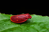 Cercope (Iphirhina quota) sur une feuille, Monteverde, Costa Rica