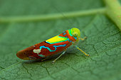Leafhopper (Chinaia sp) on a a leaf, Yatama, Costa Rica