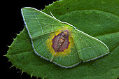 Geometer moth (Nemoria astraea) ona leaf, Monteverde, Costa Rica