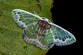 Géomètre (Hyalochlora splendens) sur une feuille, Monteverde, Costa Rica
