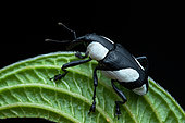 Black and White Weevil (Peridinetus cretaceus) on a leaf, Monteverde (Costa Rica