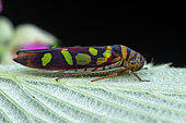 Leafhopper (Dilobopterus pardalinus) on a leaf (Monteverde, Costa Rica