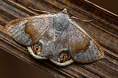 Geometer moth (Ophthalmoblysis sp), undescribed species, Monteverde, Costa Rica