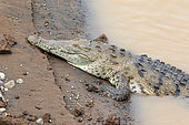 Central American Crocodile (Crocodylus acutus) on the bank, Rio Tarcoles, Costa Rica
