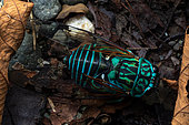 Cicada (Zammara smaragdula) in situ, Carate, Osa, Costa Rica
