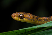 Northern Cat-eyed Snake (Leptodeira septentrionalis), in situ, Carate, Osa, Costa Rica