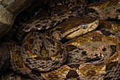 Lancehead snake (Bothrops asper), in situ, Carate, Osa, Costa Rica