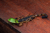 Bark Scorpion (Centruroides bicolor), eating a bug, Carate, Osa, Costa Rica