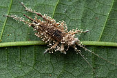 Parasitic Mushroom (Akanthomyces sp) on cricket (Grillidae sp), Carate, Osa, Costa Rica