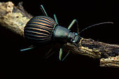 Filibuster beetle (Hegemona flibuster) on a twig, Carate, Osa, Costa Rica