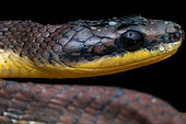 Puffing Snake (Phrynonax poecilonotus), portrait, Carate, Osa, Costa Rica
