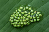 Red-eyed treefrog (Agalychnis callidryas) eggs on a leaf, Carate, Osa, Costa Rica