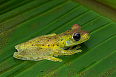 Rosenberg's Tree Frog (Boana -Hypsiboas- rosenbergi), in situ, Carate, Osa, Costa Rica