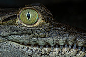 Central american alligator (Crocodylus acutus) eye, Carate, Osa, Costa Rica