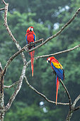 Scarlet Macaw (Ara macao) on branch, Carate, Osa, Costa Rica