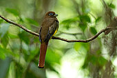 Black-throated Trogon (Trogon rufus) female on a branch, Carate, Osa, Costa Rica