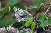 Black spiny-tailed iguana (Ctenosaura similis) male in situ, Carate, Osa, Costa Rica