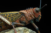 Giant red-winged grasshopper (Tropidacris cristata), in situ, Carate, Osa, Costa Rica