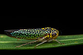 Leafhopper (Macugonalia sp) on a leaf, Carate, Osa, Costa Rica