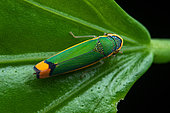 Leafhopper (Stephanolla rufoapicata) on a leaf, Carate, Osa, Costa Rica