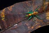 Katydid Bushcricket (Arachnoscelis magnifica), female, Carate, Osa, Costa Rica