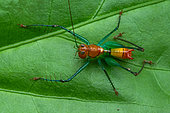 Katydid Bushcricket (Arachnoscelis magnifica), male, Carate, Osa, Costa Rica