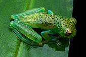 Grainy cochran Frog (Cochranella granulosa) on a leaf, Carate, Osa, Costa Rica