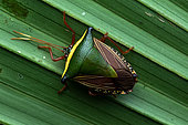 Shield bug (Edessa pictiventris) on a leaf, Carate, Osa, Costa Rica